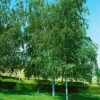 Vårtbjörk 60-100 Cm, 100-pack 2 Vårtbjörk 60-100 Cm, 100-pack -Garden Supplies Sales 2024 vartbjork betula pendula 1