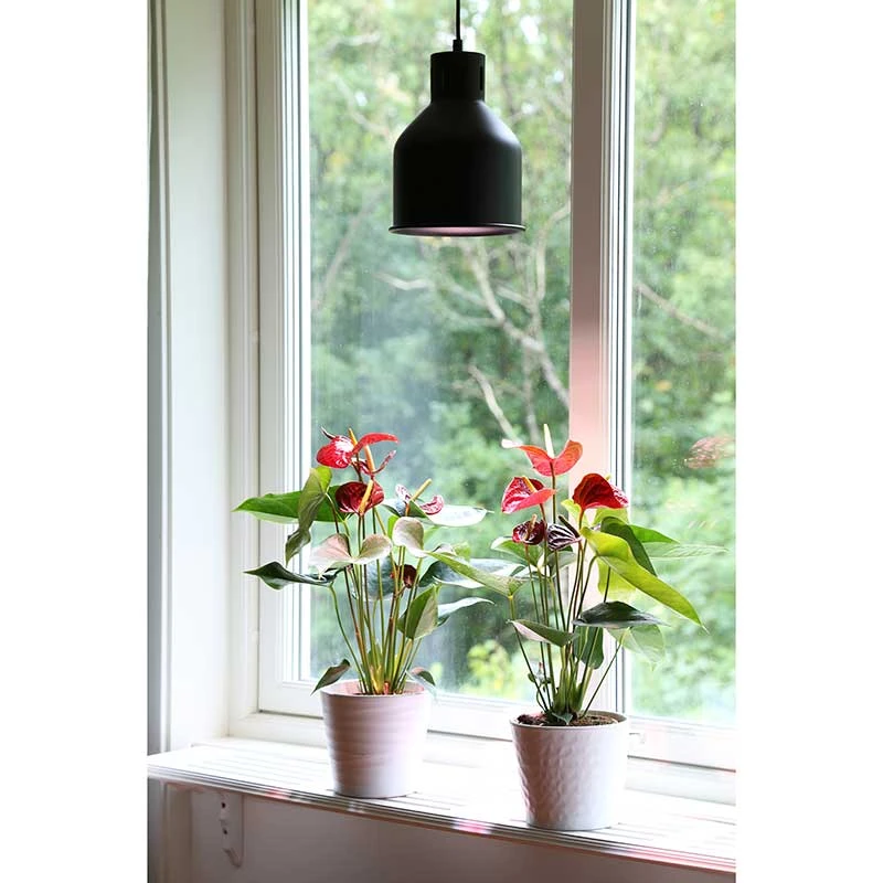 Växtarmatur LED Saga, Svart 6 Växtarmatur LED Saga, Svart - Image 4