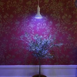 Primula Nova Winter LED 16 W, Vit -Garden Supplies Sales 2024 vaxtlampa overvintring vit olivetrad