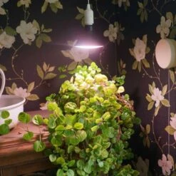 Primula Nova Indoor LED 16 W, Antracit 9 Primula Nova Indoor LED 16 W, Antracit -Garden Supplies Sales 2024 vaxtlampa primula antracit grona vaxter