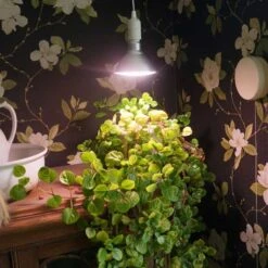 Primula Nova Indoor LED 16 W, Silver 9 Primula Nova Indoor LED 16 W, Silver -Garden Supplies Sales 2024 vaxtlampa primula silver grona vaxter