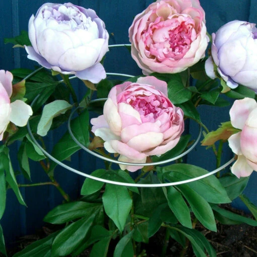 Spiral Växtstöd, 3-pack -Garden Supplies Sales 2024 vaxtstod sprial1