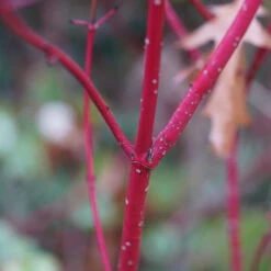 Videkornell 'Farba' E, 10-pack -Garden Supplies Sales 2024 videkornell farba e pa host