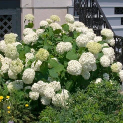 Vidjehortensia 'Annabelle'