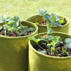 Odlingssäck Vigoroot 5L, 3-pack 8 Odlingssäck Vigoroot 5L, 3-pack -Garden Supplies Sales 2024 vigoroot 5l jordgubbar