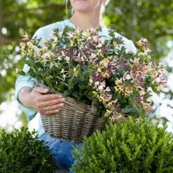 Vildkaprifol 'Chic & Choc', 3-pack 9 Vildkaprifol 'Chic & Choc', 3-pack -Garden Supplies Sales 2024 vildkaprifol chic choc 3 1