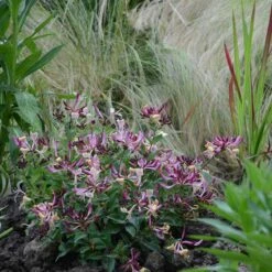 Vildkaprifol 'Chic & Choc', 3-pack 10 Vildkaprifol 'Chic & Choc', 3-pack -Garden Supplies Sales 2024 vildkaprifol chic choc 4 1