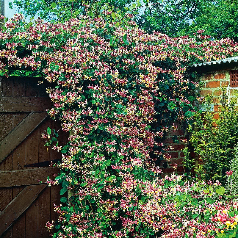 Vildkaprifol, Serotina 4 Vildkaprifol, Serotina - Image 2