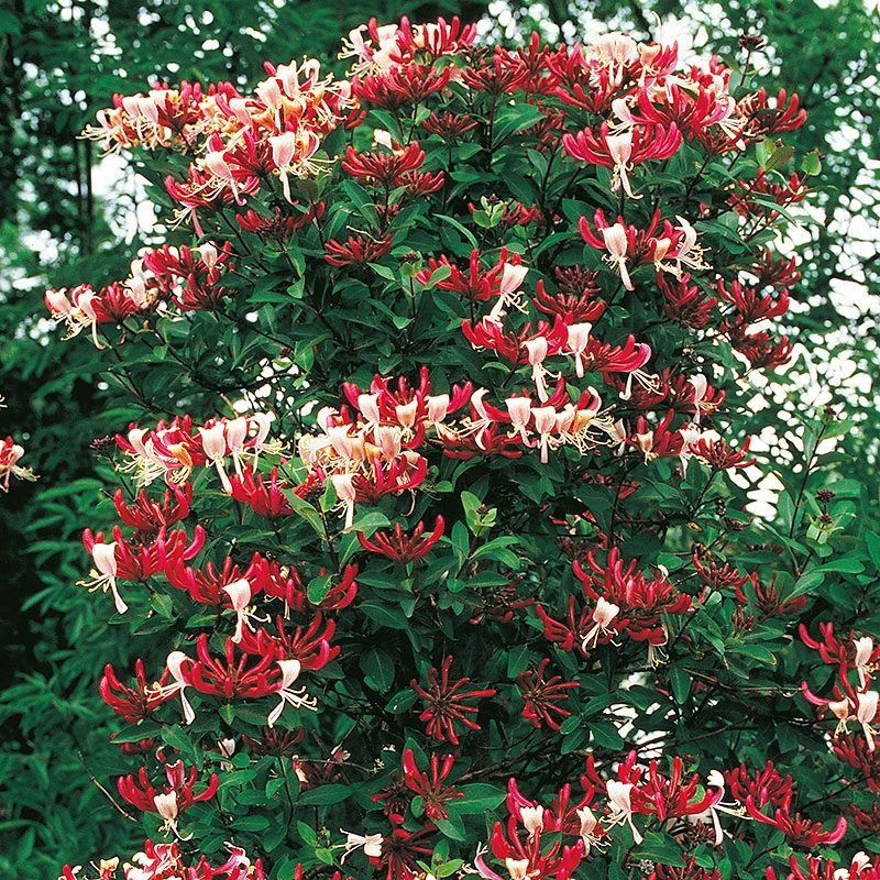 Vildkaprifol, Serotina 3 Vildkaprifol, Serotina