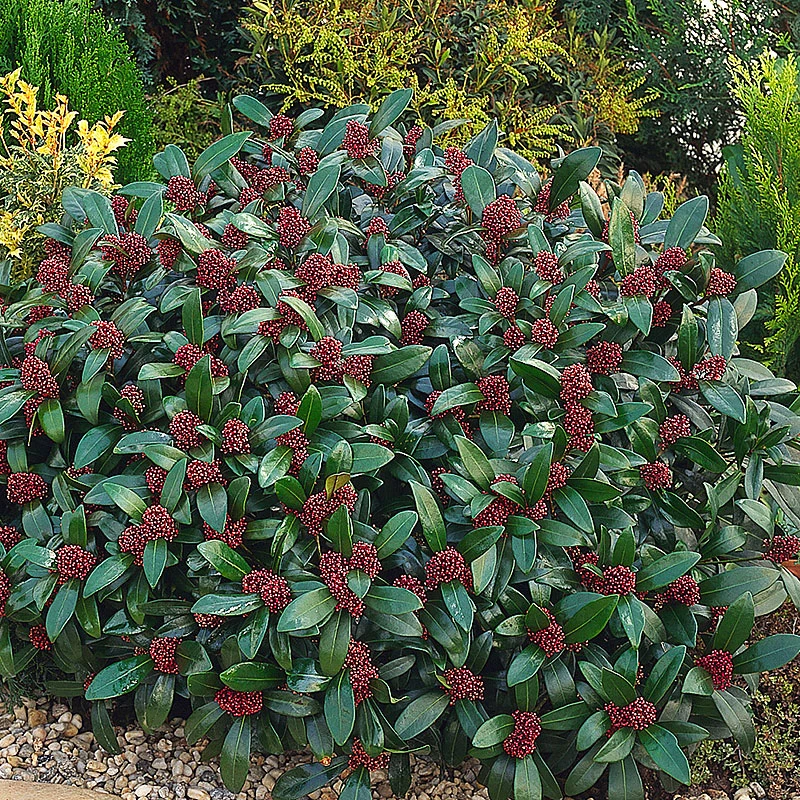 Vinterbär 'Rubella' 4 Vinterbär 'Rubella' - Image 2