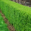 Vinterliguster 'Liga' 50-80 Cm (3-5 Grenar), 100-pack 1 Vinterliguster 'Liga' 50-80 Cm (3-5 Grenar), 100-pack -Garden Supplies Sales 2024 vintergron liguster ligustrum vulgare atrovirens 7
