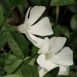 Vintergröna 'Alba', 6-pack -Garden Supplies Sales 2024 vintergrona alba 3