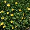 Vinterhyperikum 'Hidcote', 30-50 Cm 100-pack -Garden Supplies Sales 2024 vinterhyperikum hidcote 1