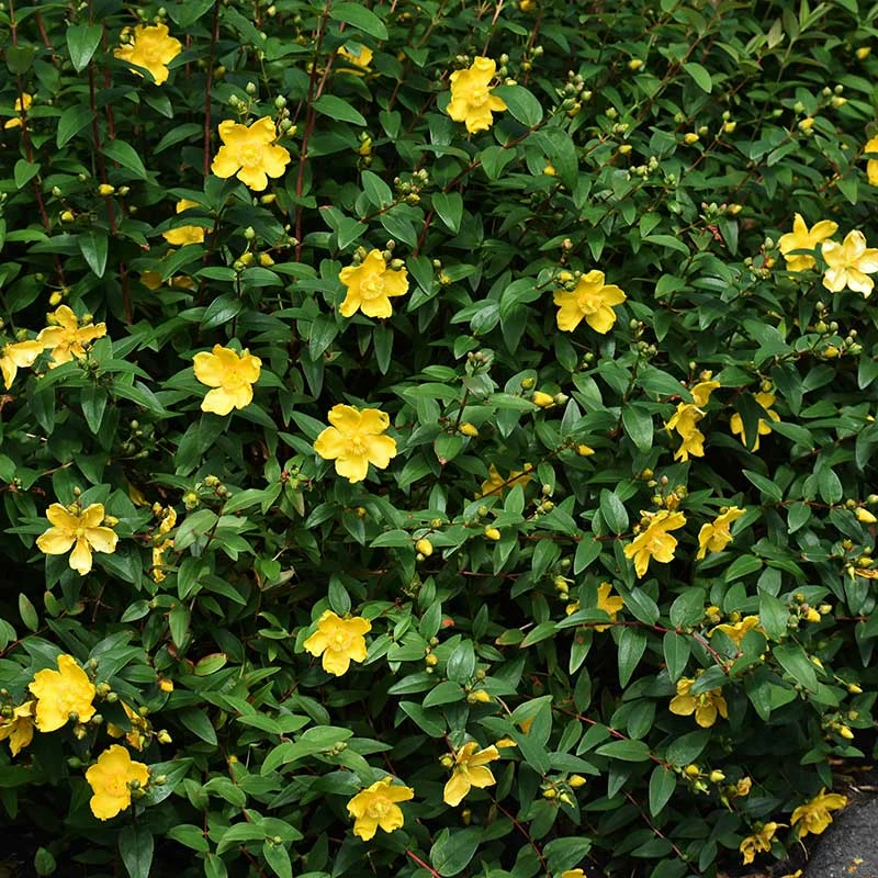Vinterhyperikum 'Hidcote', 30-50 Cm 100-pack 3 Vinterhyperikum 'Hidcote', 30-50 Cm 100-pack