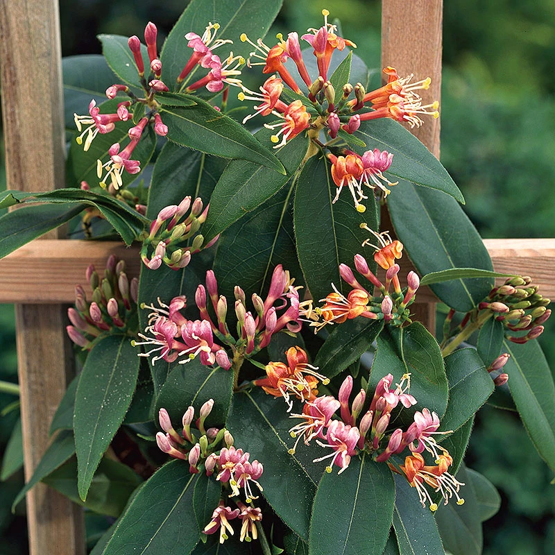 Vintertry 3 Vintertry