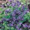 Luktviol 'Königin Charlotte', 6-pack -Garden Supplies Sales 2024 viola odorata konigin charlotte luktviol