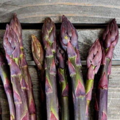 Violett Sparris 'Erasmus' 3-pack