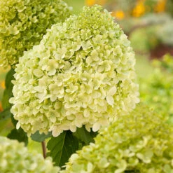 Vipphortensia 'Limelight'