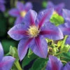 Vippklematis 'Barbara Jackman' 1 Vippklematis 'Barbara Jackman' -Garden Supplies Sales 2024 vippklematis clematis barbara jackman