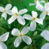 Klematis 'Grandiflora' -Garden Supplies Sales 2024 vit bergklematis clematis grandiflora