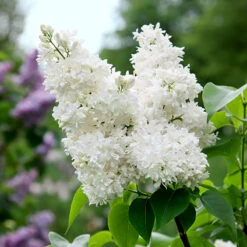 Syren 'Alba' 10-pack -Garden Supplies Sales 2024 vit bondsyren syringa vulgaris alba 1