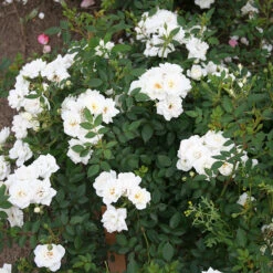 Ros 'White Cover' -Garden Supplies Sales 2024 vit markackande ros white cover