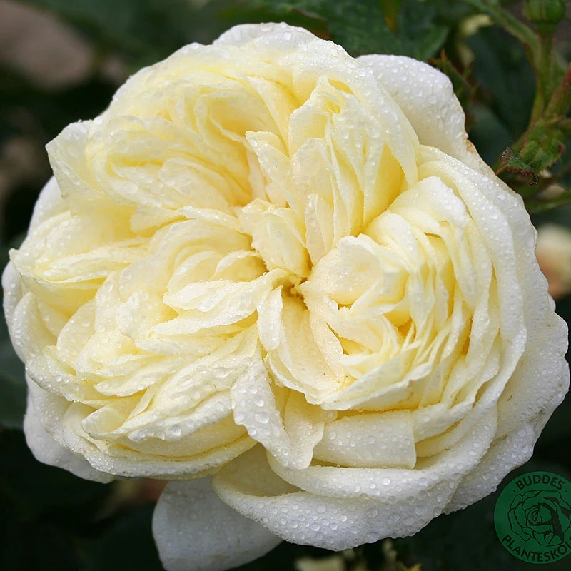 Ros 'Kronprinsesse Mary' 4 Ros 'Kronprinsesse Mary' - Image 2