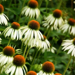 Röd Solhatt 'Alba', 3-pack -Garden Supplies Sales 2024 vit rudbeckia