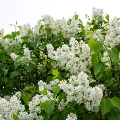 Syren 'Alba' 10-pack -Garden Supplies Sales 2024 vit syren syringa vulgaris alba 1