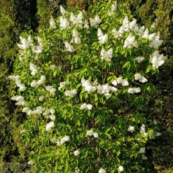 Syren 'Alba' 10-pack -Garden Supplies Sales 2024 vit syrenbuske 1