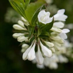 Vit Trädgårdsprakttry 'Bristol Snowflake', 3-pack -Garden Supplies Sales 2024 vit tradgardsprakttry bristol snowflake 3 2