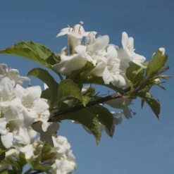 Vit Trädgårdsprakttry 'Bristol Snowflake', 3-pack -Garden Supplies Sales 2024 vit tradgardsprakttry bristol snowflake 4 2