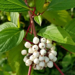 Korallkornell 50-80 Cm, 10-pack -Garden Supplies Sales 2024 vita bar pa korallkornell