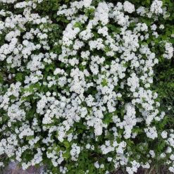 Bukettspirea 10-pack 6 Bukettspirea 10-pack -Garden Supplies Sales 2024 vita blommor pa bukettspirea 1