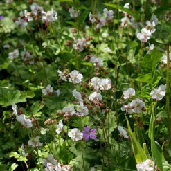 Liten Flocknäva 'Biokovo', 6-pack