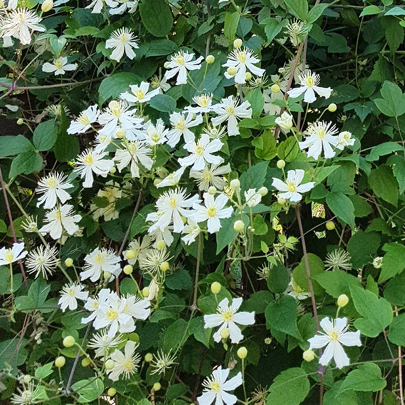 Skogsklematis 3 Skogsklematis