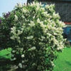 Syren 'Mme Lemonie' 2 Syren 'Mme Lemonie' -Garden Supplies Sales 2024 vitblommig syren syringa vulgaris mme lemonie