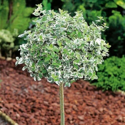 Vitbrokig Klätterbenved 'Emerald Gaiety'