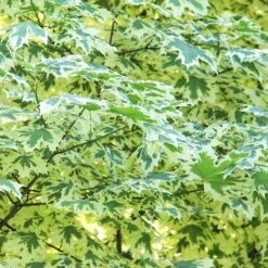 Vitbrokig Skogslönn -Garden Supplies Sales 2024 vitbrokig skogslonn 3