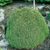 Vitgran 'Alberta Globe' 25-30 Cm -Garden Supplies Sales 2024 vitgran alberta globe
