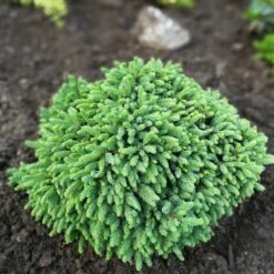 Vitgran 'Echiniformis', 1-pack -Garden Supplies Sales 2024 vitgran echiniformis 2 1