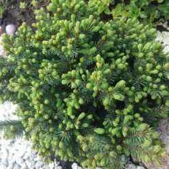 Vitgran 'Echiniformis', 3-pack