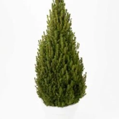 Vitgran 'Perfecta', 10-pack