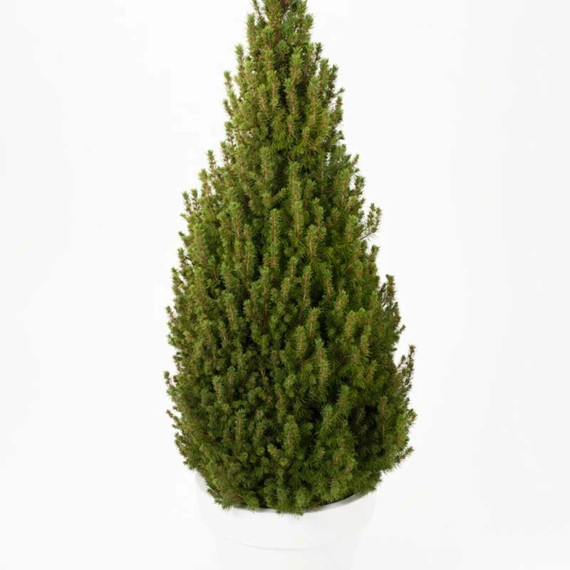 Vitgran 'Perfecta', 5-pack 3 Vitgran 'Perfecta', 5-pack