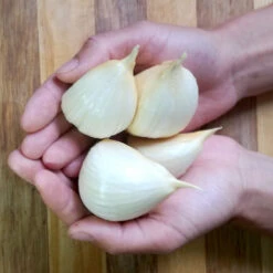 Elefantvitlök, Sättvitlök