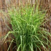 Zebragräs, Glansmiskantus 1 Zebragräs, Glansmiskantus -Garden Supplies Sales 2024 zebragras