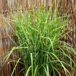 Zebragräs, Glansmiskantus