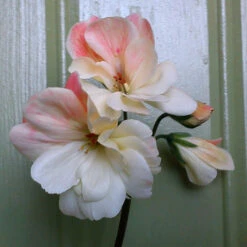 Zonarticpelargon 'Unicorn Queen '